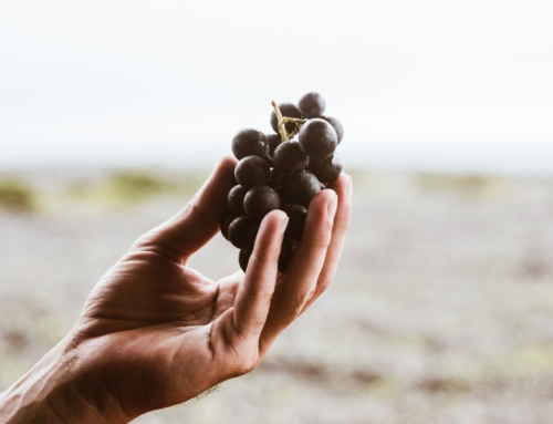 Marche: cantina “La Lepre e la Luna”, dove il vino è naturale e si fa esclusivamente in anfora