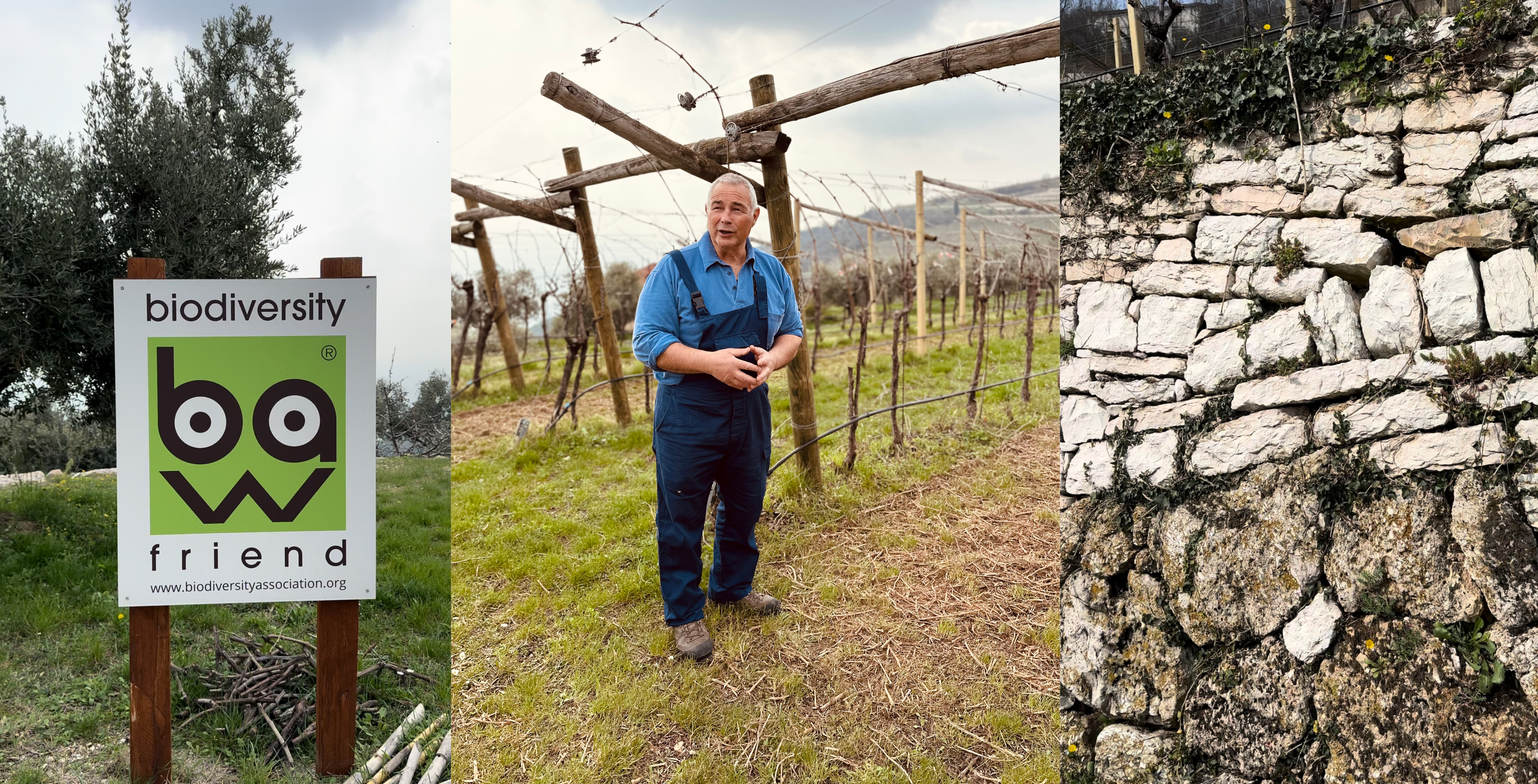 Cantina Cavarena vini artigianali in Valpolicella 