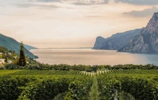Garda DOC viticoltura sul lago di Garda