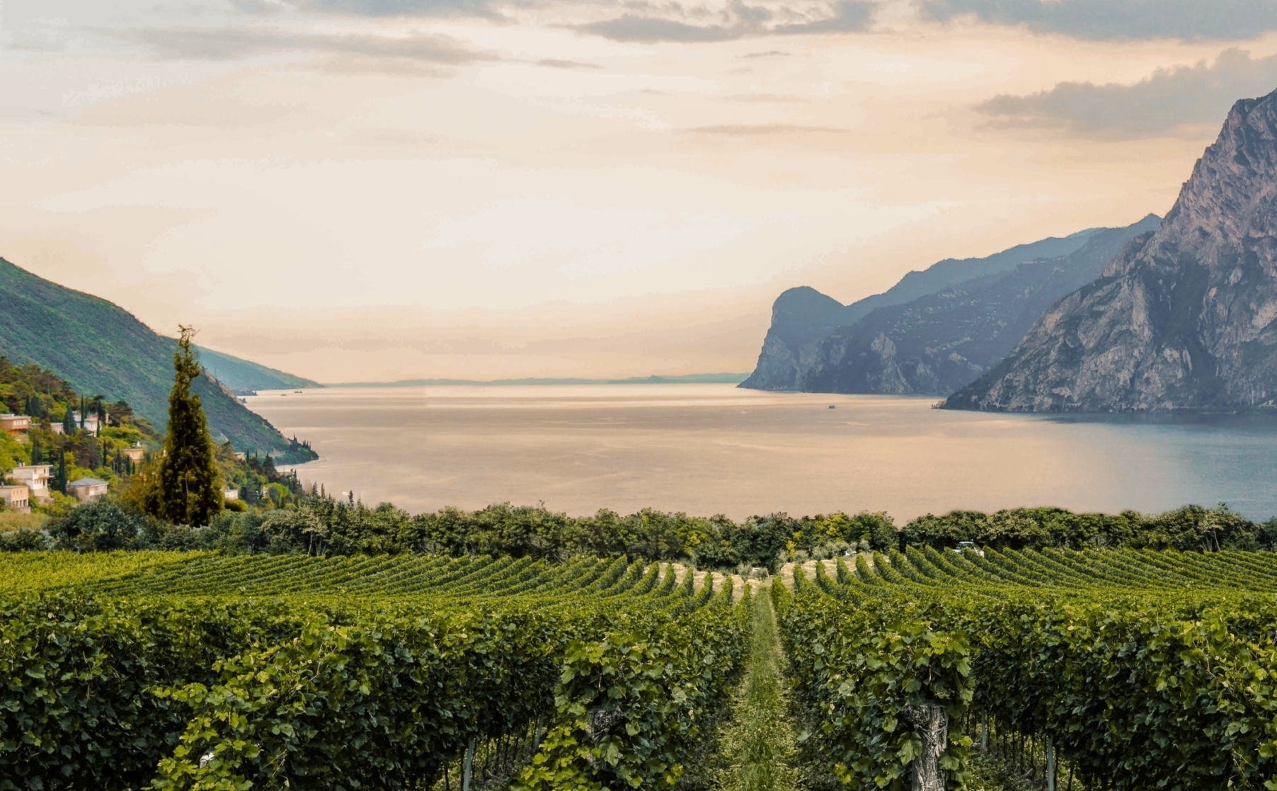 Garda DOC viticoltura sul lago di Garda