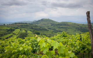 Soave Classico. Vigneti lungo il Percorso dei 10 Capitelli