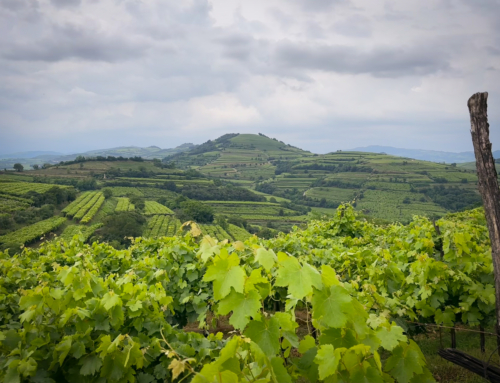 Prà Wines, una cantina nel Soave Classico dove dormire tra i filari