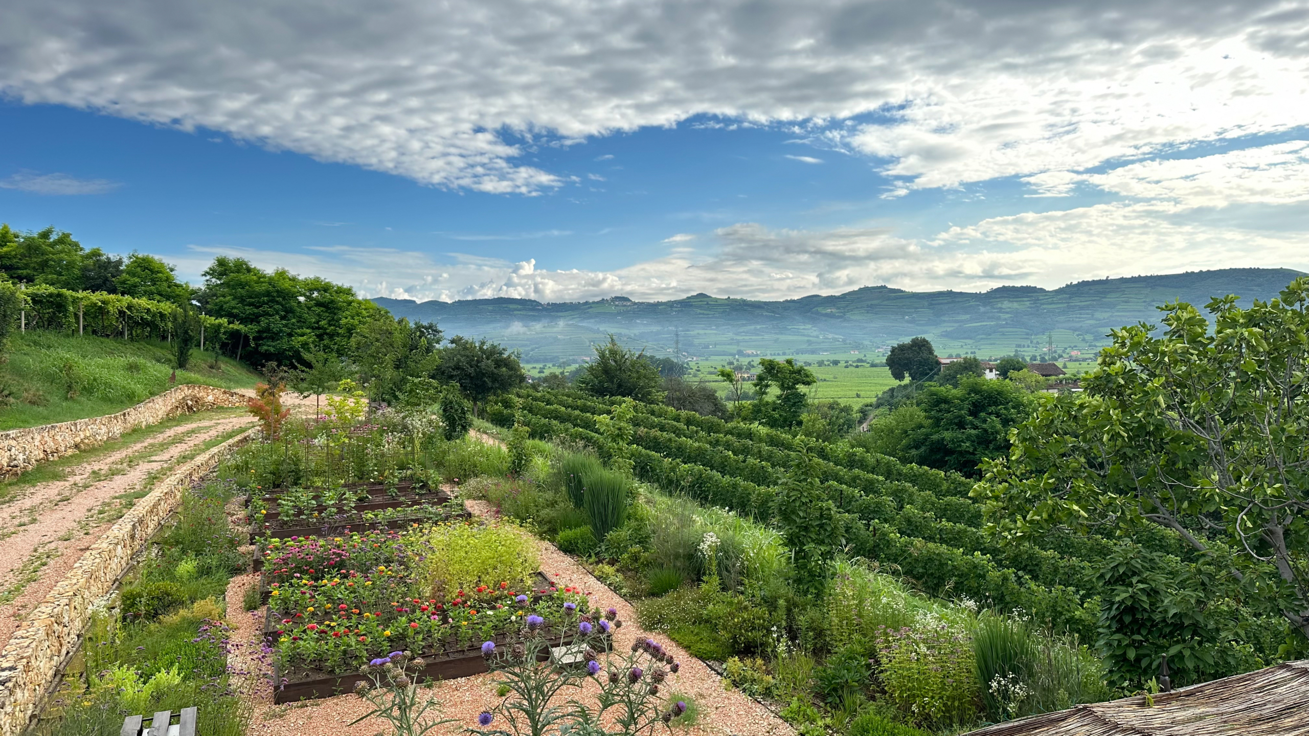 Agriturismo Monte Bisson - Vista su giardino e filari 