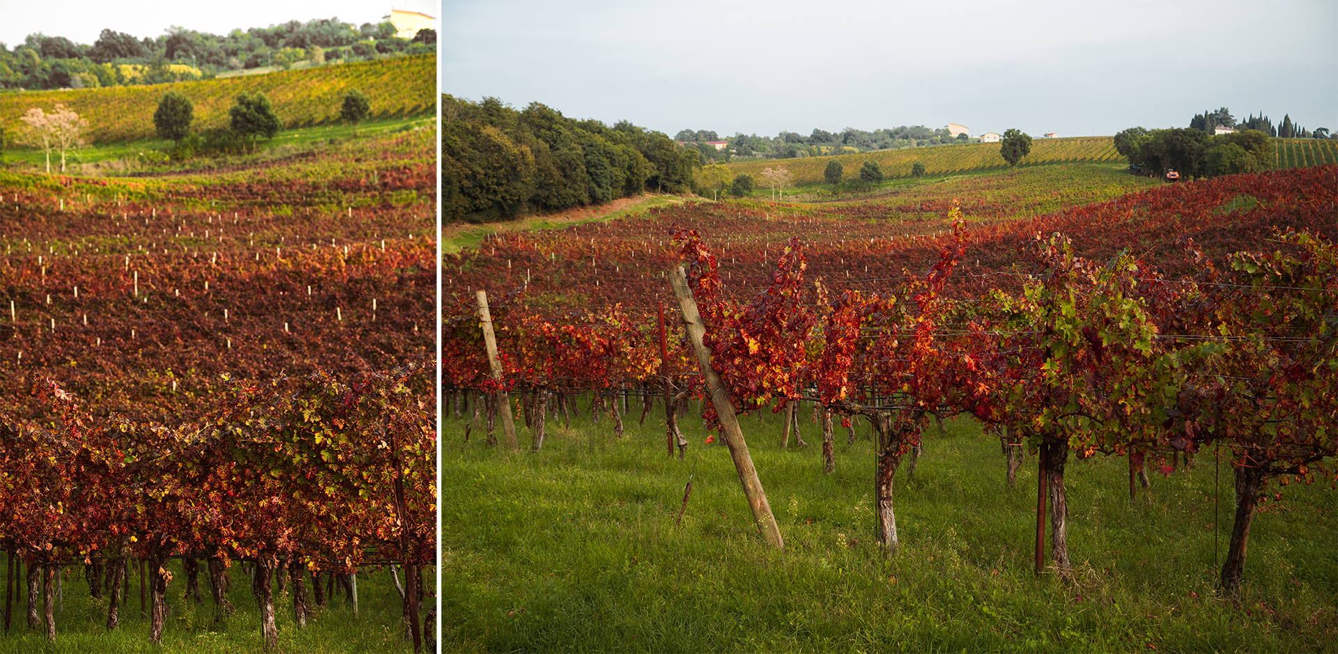 Vigneto autunnale Colli Berici