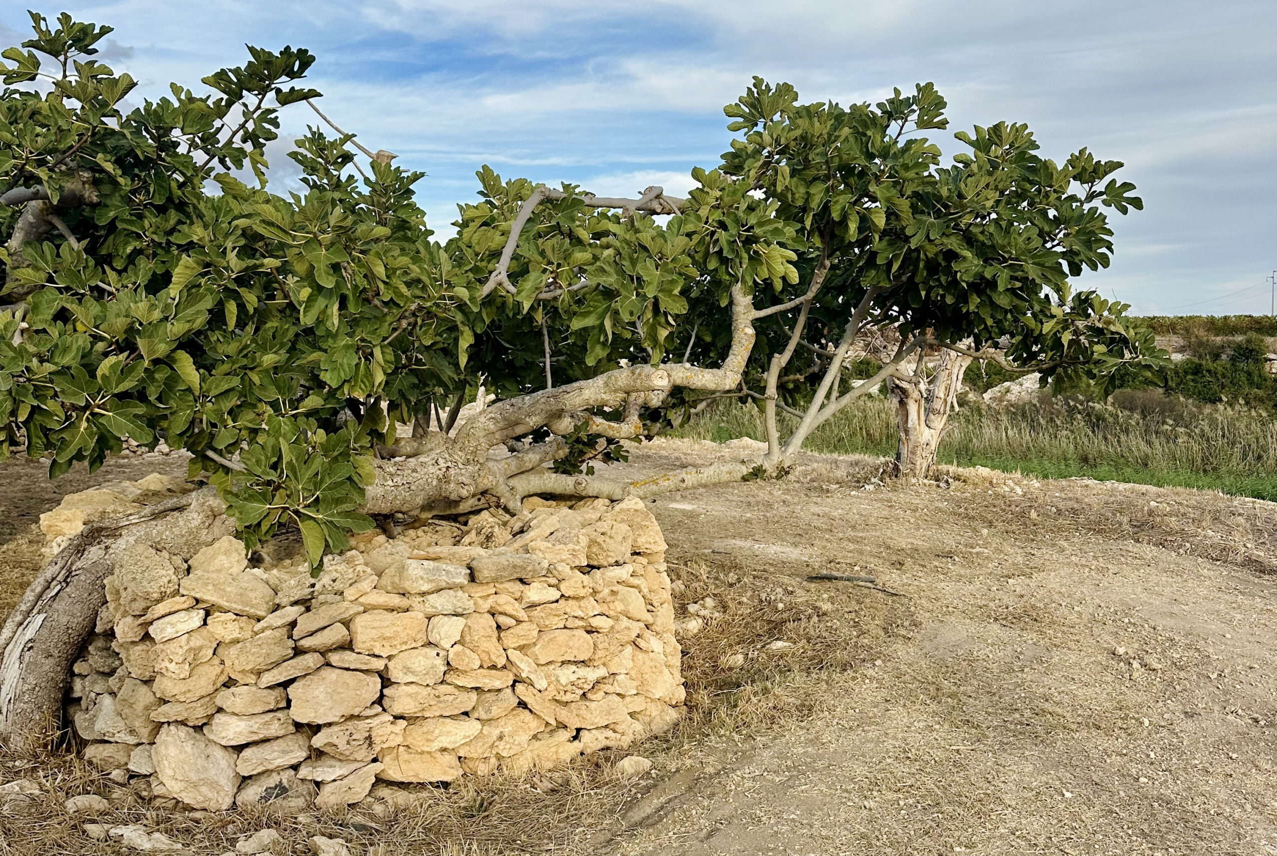Ficheto azienda Ganto Salento
