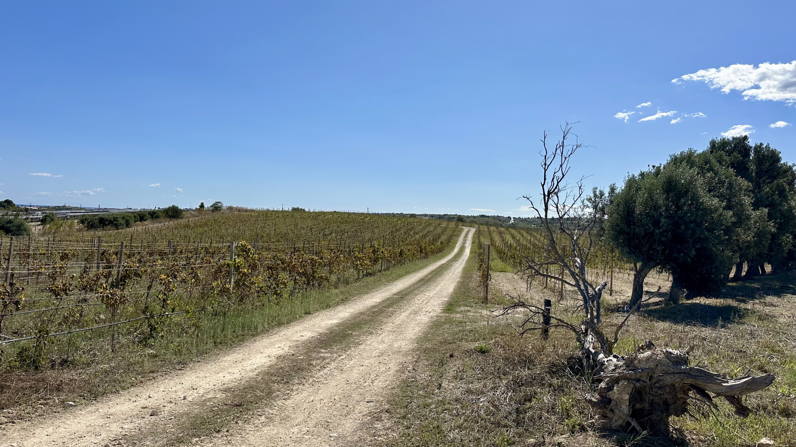 Suoli calcarei nei vigneti di Cantina Marilina e la luce del Val di Noto