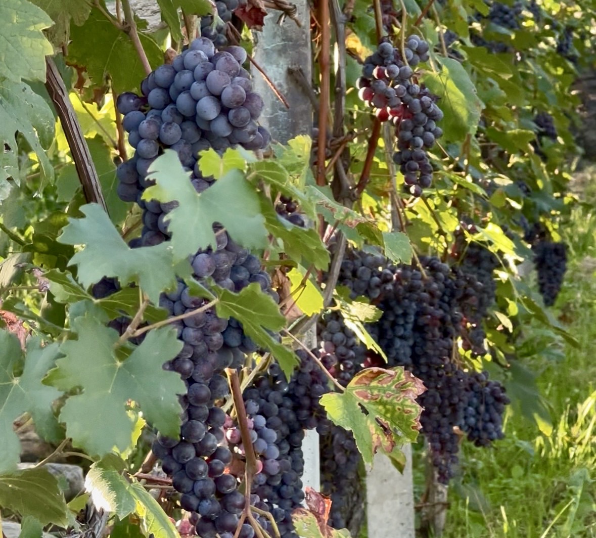 Chiavennasca, Nebbiolo delle Alpi 
