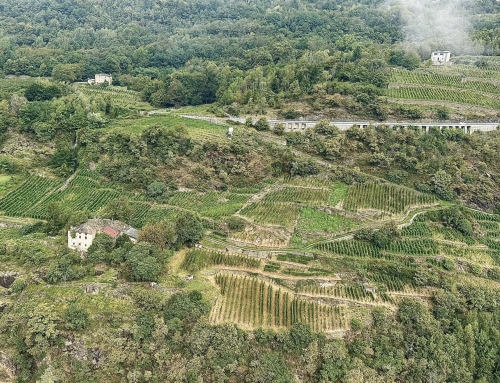 Valtellina, il Nebbiolo delle Alpi: viaggio tra terrazzamenti, sapori e una montagna di vino