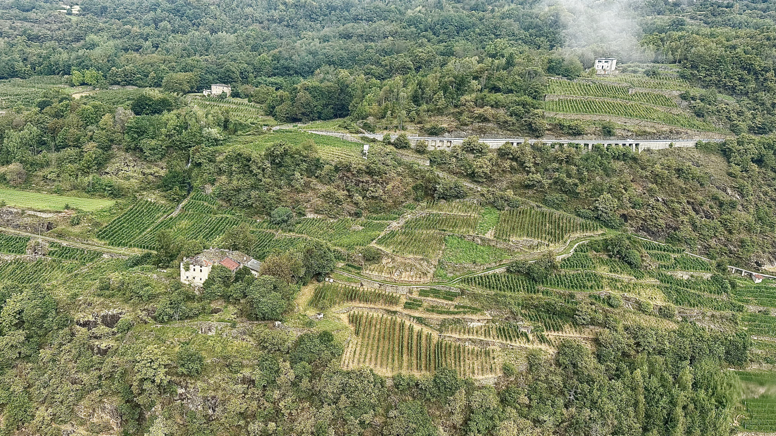 Valtellina: vigneti visti dall'alto dall'elicottero