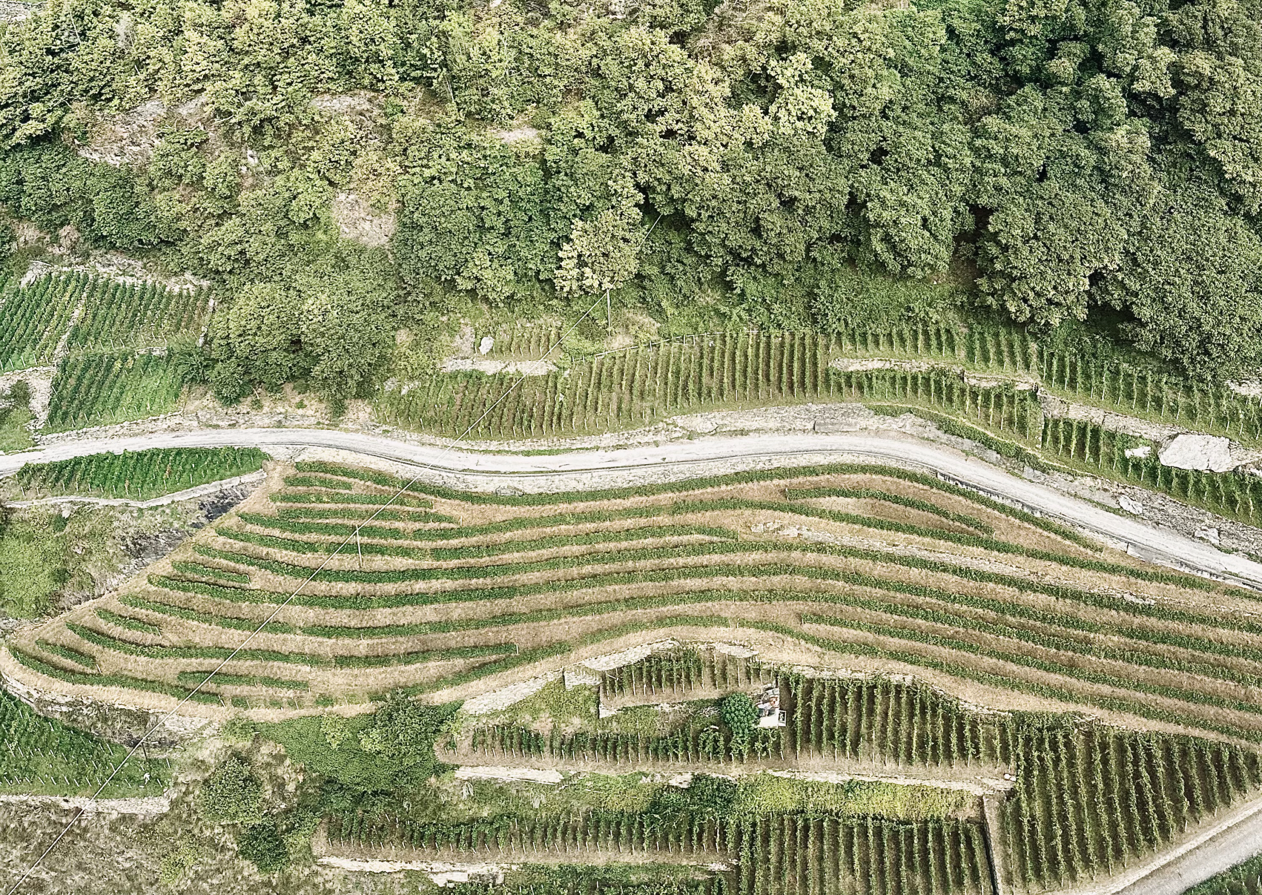 Valtellina: vigneti visti dall'alto dall'elicottero